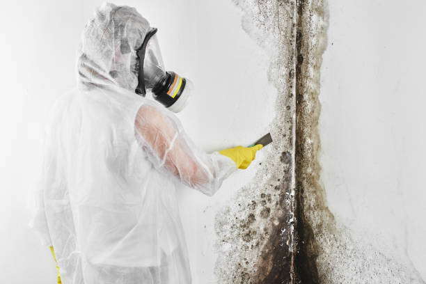 Best Mold Remediation for Schools in Dranesville, VA