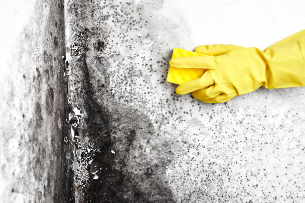 Best Industrial Mold Remediation in Dranesville, VA