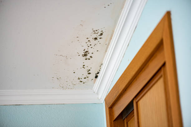 Best Residential Mold Remediation in Dranesville, VA