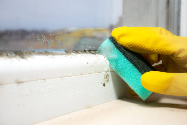 Best Health and Safety Mold Remediation in Dranesville, VA