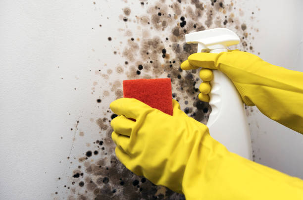 Best White Mold Remediation in Dranesville, VA