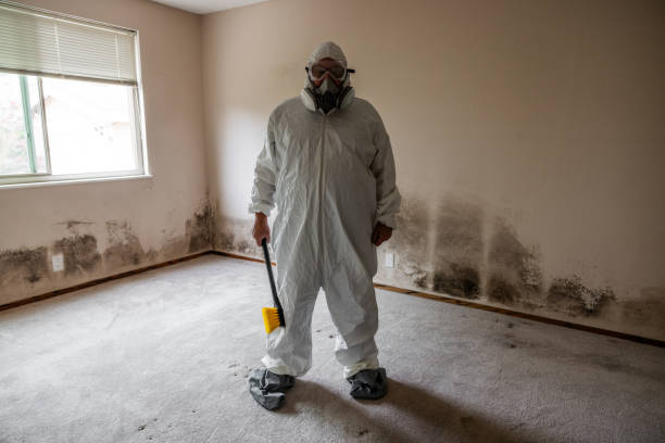 Best White Mold Remediation in Dranesville, VA
