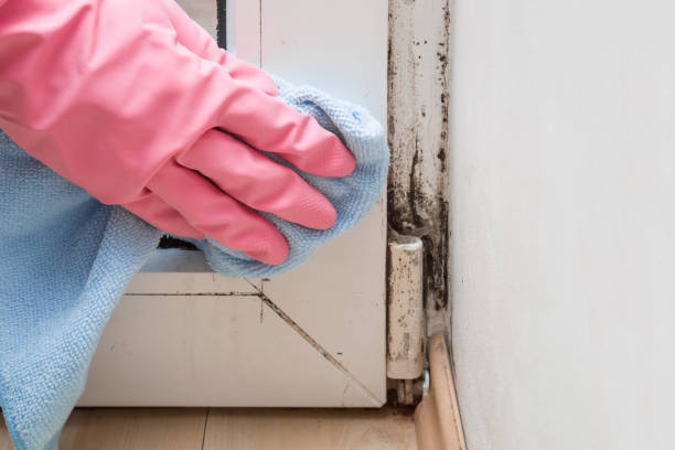 Trusted Dranesville, VA Mold Remediation Experts