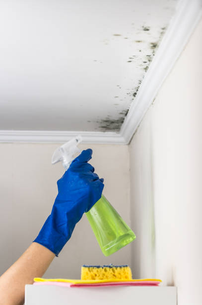 Best HVAC Mold Remediation in Dranesville, VA